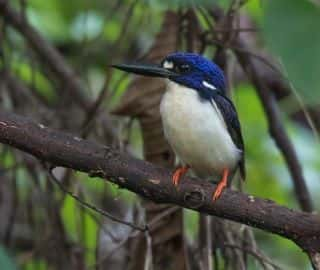 Birdwatching in Kirakira