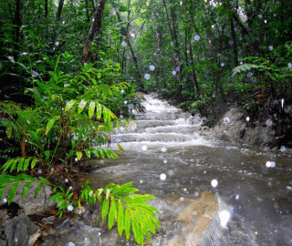 Rainforest Walks in Suavanao