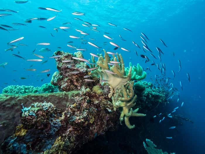 solomon islands diving